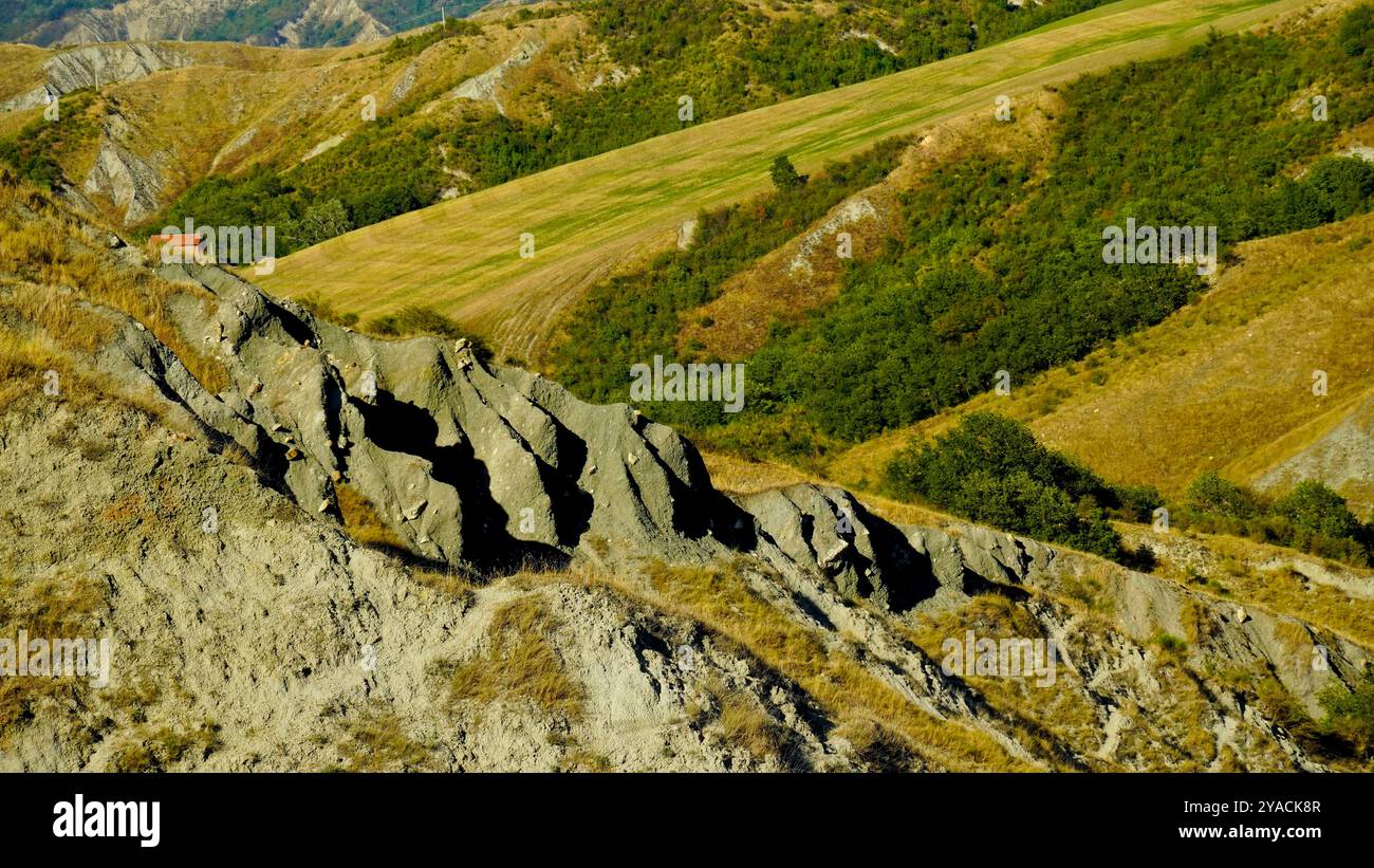 Panorama des collines et ravins émiliens avec des spécimens de vaches Modenese Bianca Banque D'Images