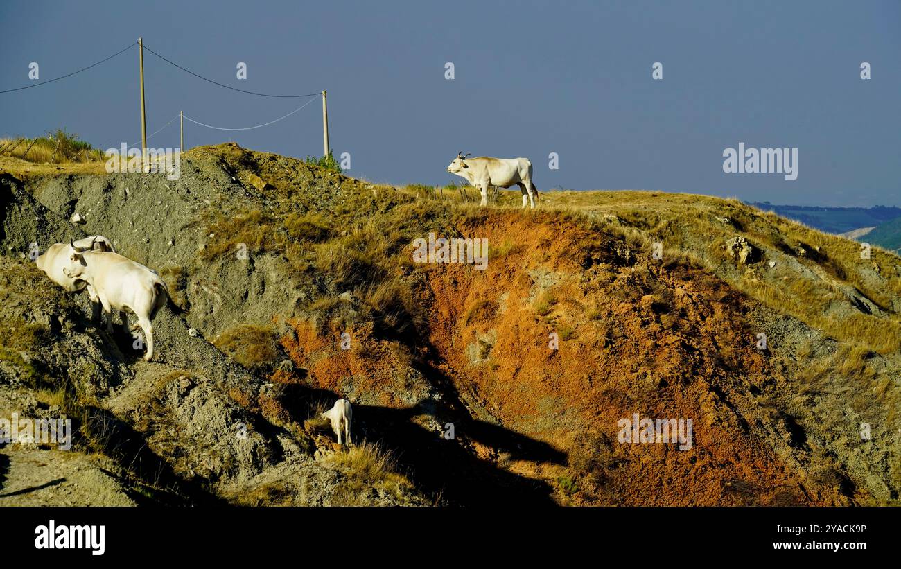 Panorama des collines et ravins émiliens avec des spécimens de vaches Modenese Bianca Banque D'Images
