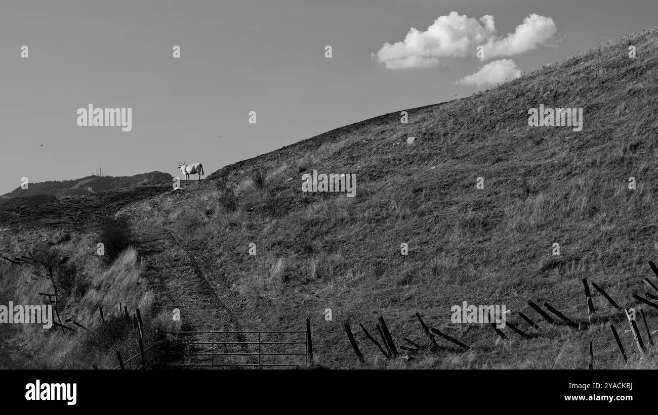 Panorama des collines et ravins émiliens avec des spécimens de vaches Modenese Bianca Banque D'Images
