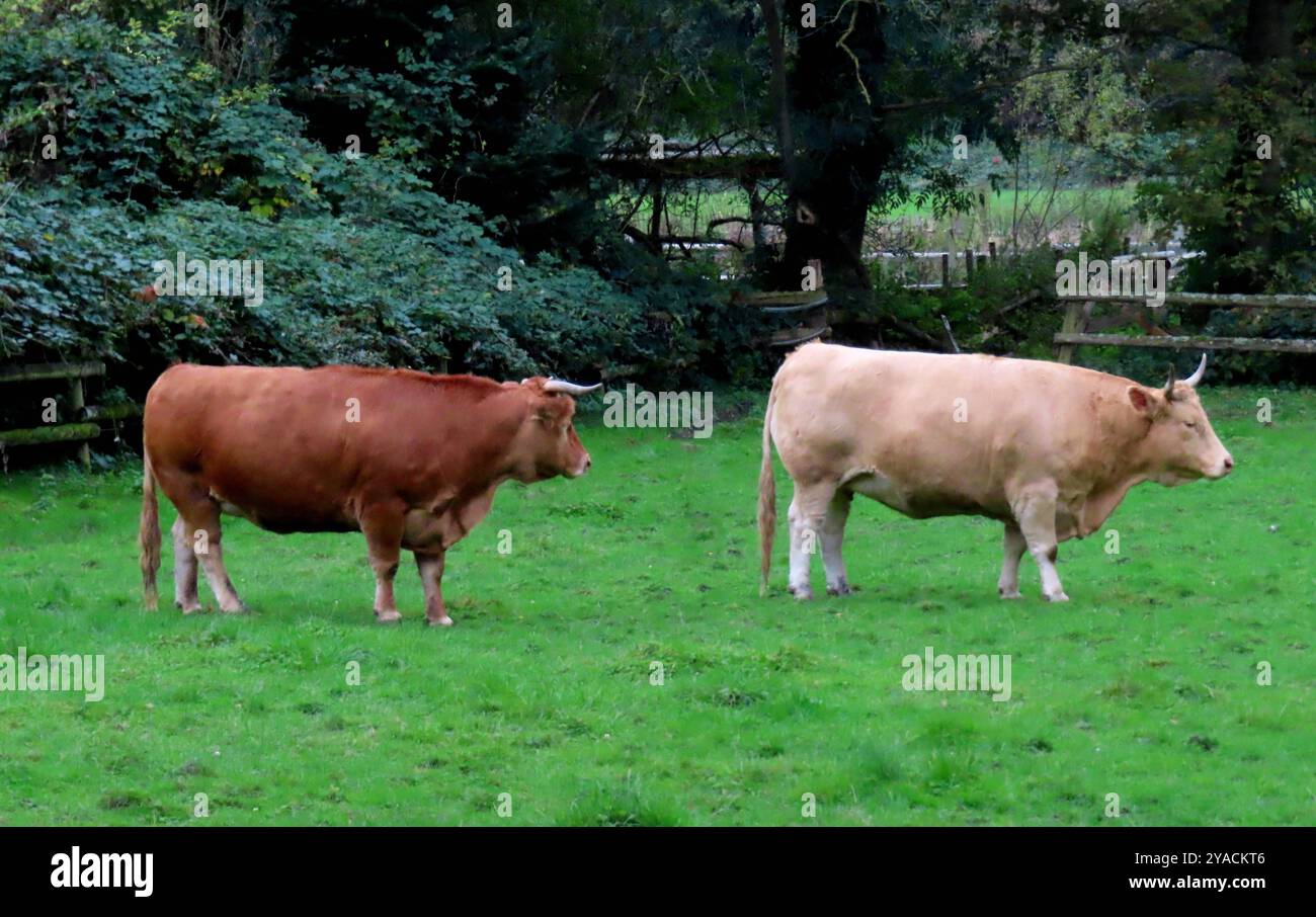 ...Zwei Glanrinder stehen auf einer Weide Glan Rinder auf Weide *** deux bovins Glan debout sur un pâturage bovins Glan sur un pâturage Banque D'Images