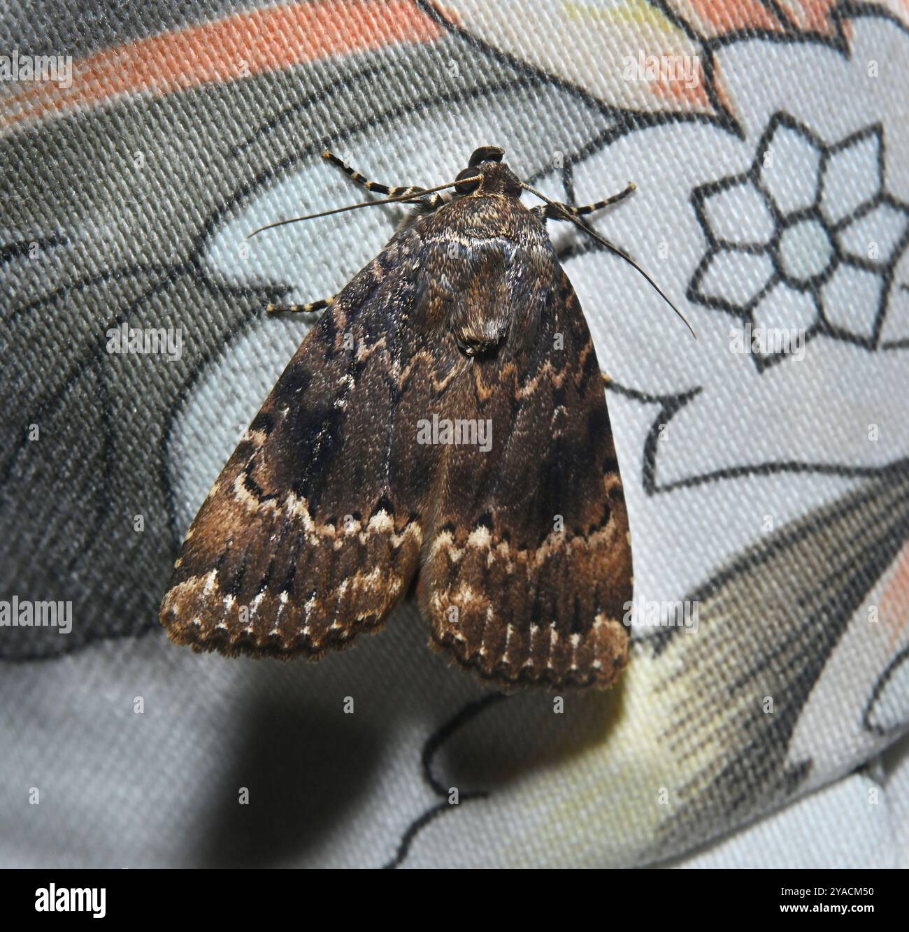 Un papillon de nuit en cuivre sous les ailes, Amphipyra pyramidea, reposant sur un rideau. Gros plan et très bien focalisé. Banque D'Images