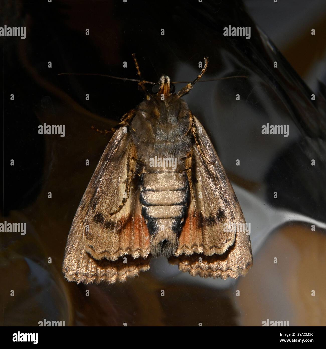 La face ventrale d'un papillon de nuit sous l'aile en cuivre, Amphipyra pyramidea, pris à l'intérieur à travers le verre. Banque D'Images
