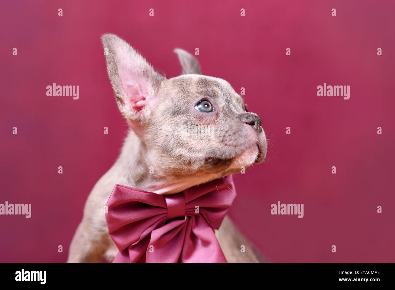 Portrait du jeune chiot de chien bouledogue français Brindle lilac avec ruban Bordeaux devant le fond de studio Banque D'Images