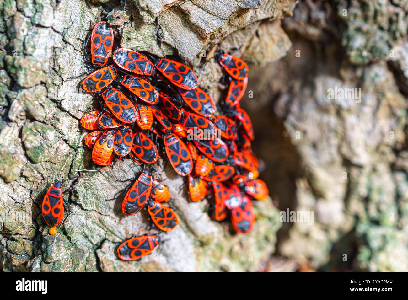 Groupe de punaises de feu (Pyrrhocoris apterus) sur l'écorce d'un arbre. Banque D'Images