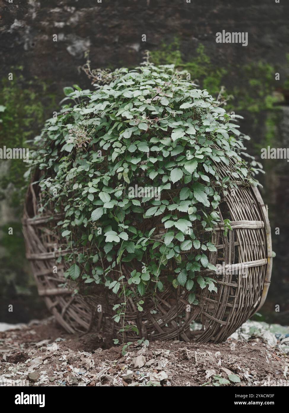 Arbre dans un panier en bambou Banque D'Images