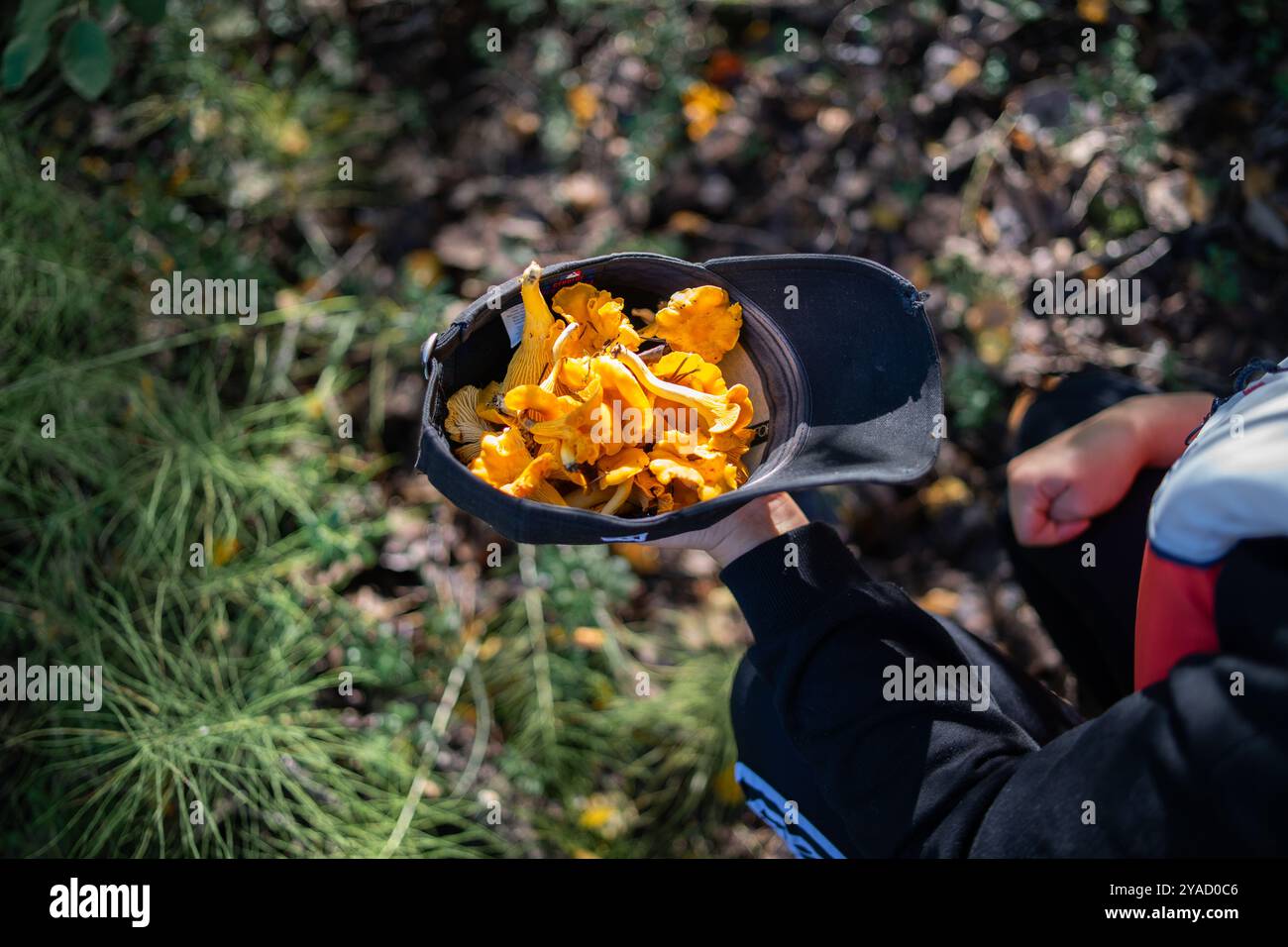 Chanterelles sauvages fraîchement récoltées en automne. Banque D'Images