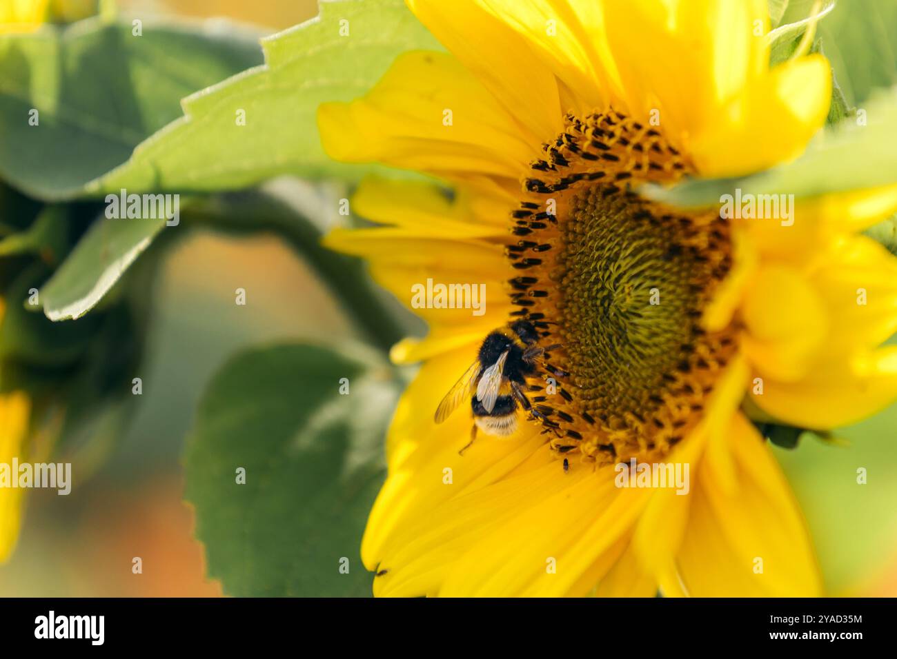 Un bourdon assis sur un tournesol au soleil dans un champ en Norvège Banque D'Images