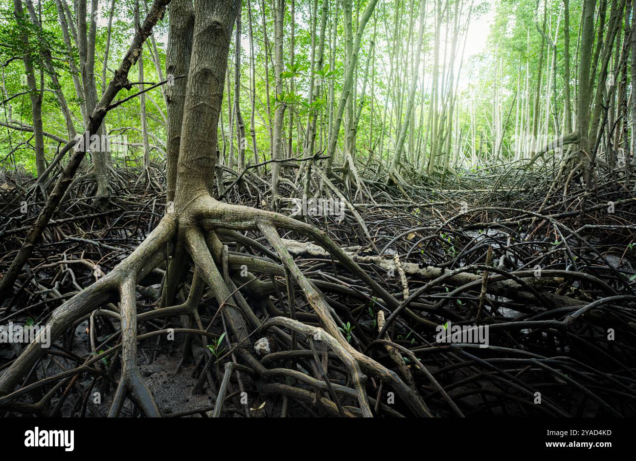 Forêt de mangroves. Système racinaire de mangrove dans les zones humides côtières tropicales. Écosystème préservant la biodiversité marine et agissant comme puits naturel de carbone. Banque D'Images