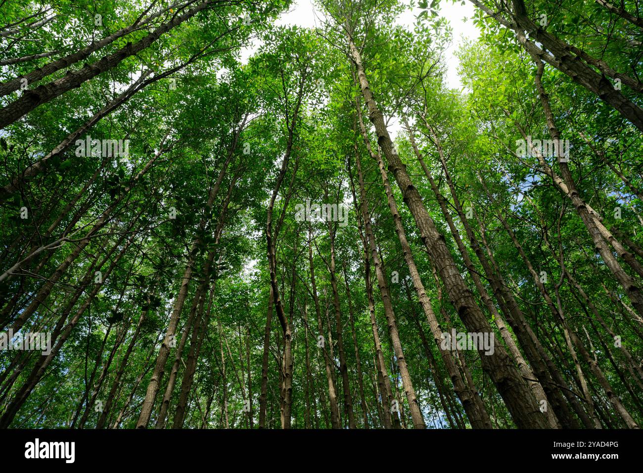 Vue de bas en haut des cimes vertes des mangroves. Puits naturel de carbone dans la lutte contre le changement climatique et la promotion de la durabilité dans des écosystèmes neutres en carbone. Banque D'Images