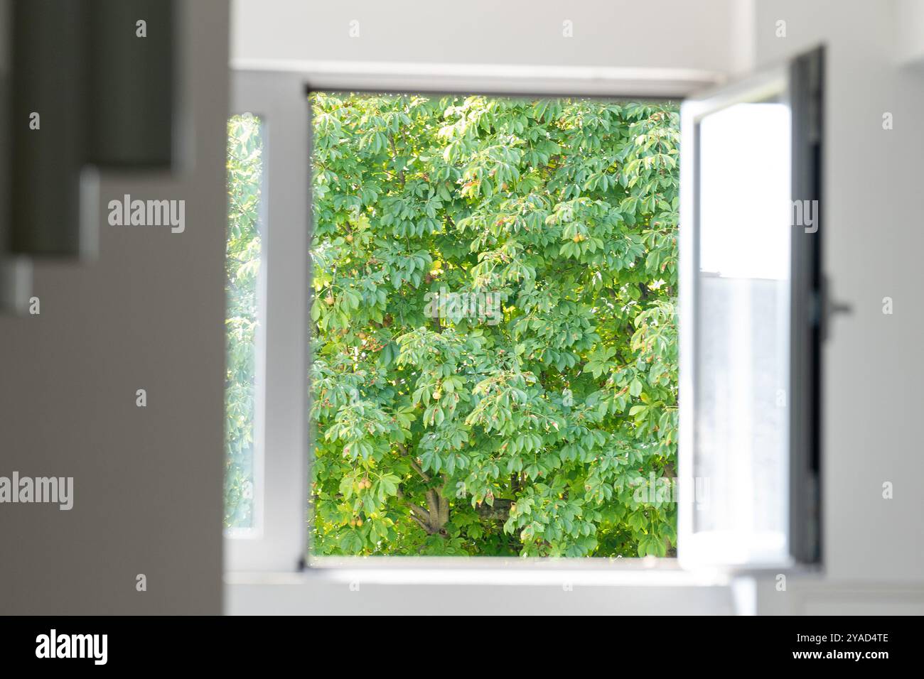 Vue tranquille : fenêtre blanche ouverte encadrant les feuilles vertes pour un moment de détente de votre esprit Banque D'Images