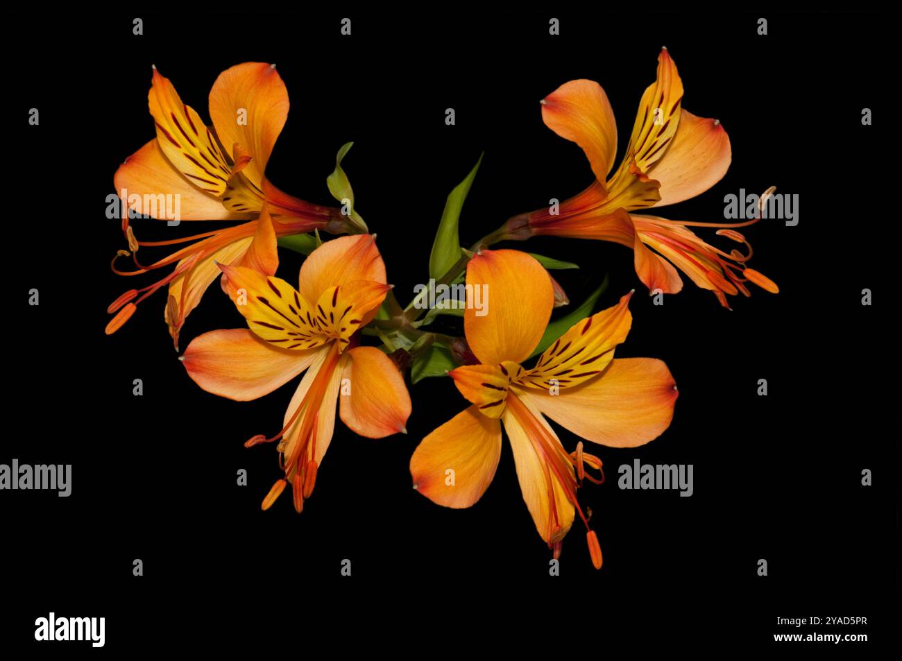 Une tige de quatre lis péruviens de couleur orange sur fond noir. Gros plan et bien concentré avec beaucoup de détails. Alstroemeria aurea. Banque D'Images