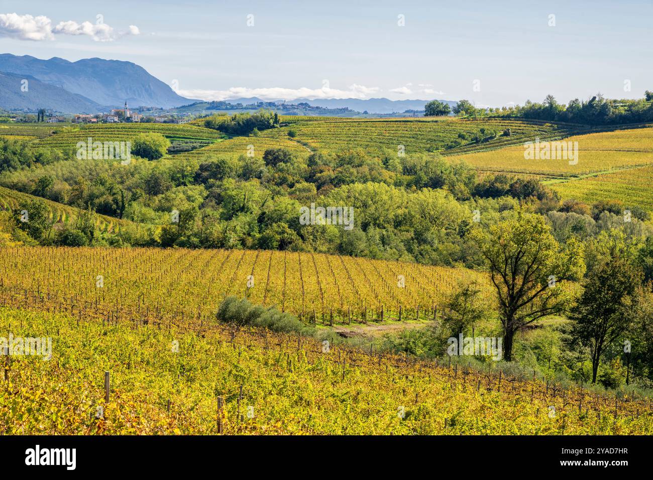 Vignobles italiens à Dolegna del Collio. Province de Gorizia, Friuli Venezia Giulia, Italie. Banque D'Images