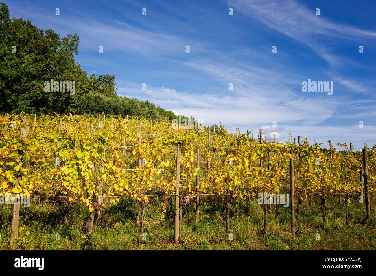 Vignobles italiens à Dolegna del Collio. Province de Gorizia, Friuli Venezia Giulia, Italie. Banque D'Images