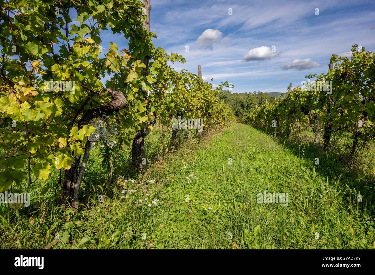 Vignobles italiens à Dolegna del Collio. Province de Gorizia, Friuli Venezia Giulia, Italie. Banque D'Images