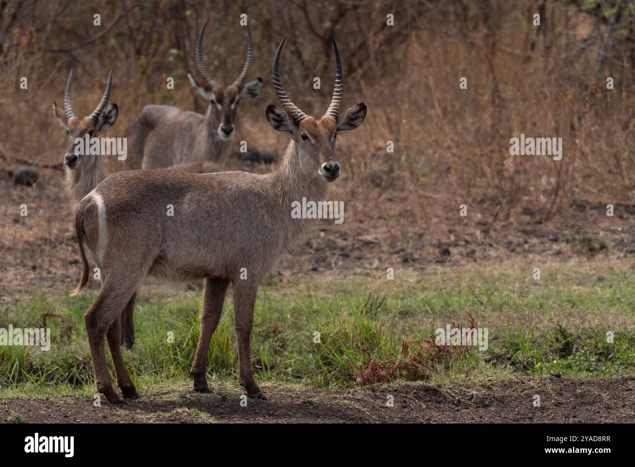 Waterbuck, Kobus ellipsiprymnus, Bovidae, Parc national de Meru, Kenya, Afrique Banque D'Images