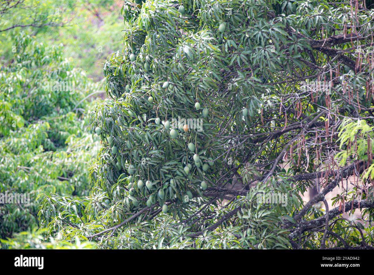 Arbre chargé de fruits de mangues tropicales Banque D'Images