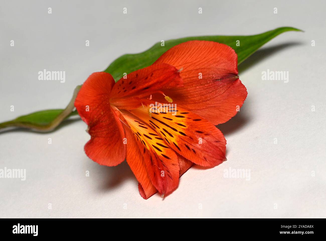 Une seule Alstroemeria orange foncé reposait sur un fond blanc. Alstroemeria aurea, lys péruviens, lys des Incas et lys perroquets sont d'autres noms. Banque D'Images