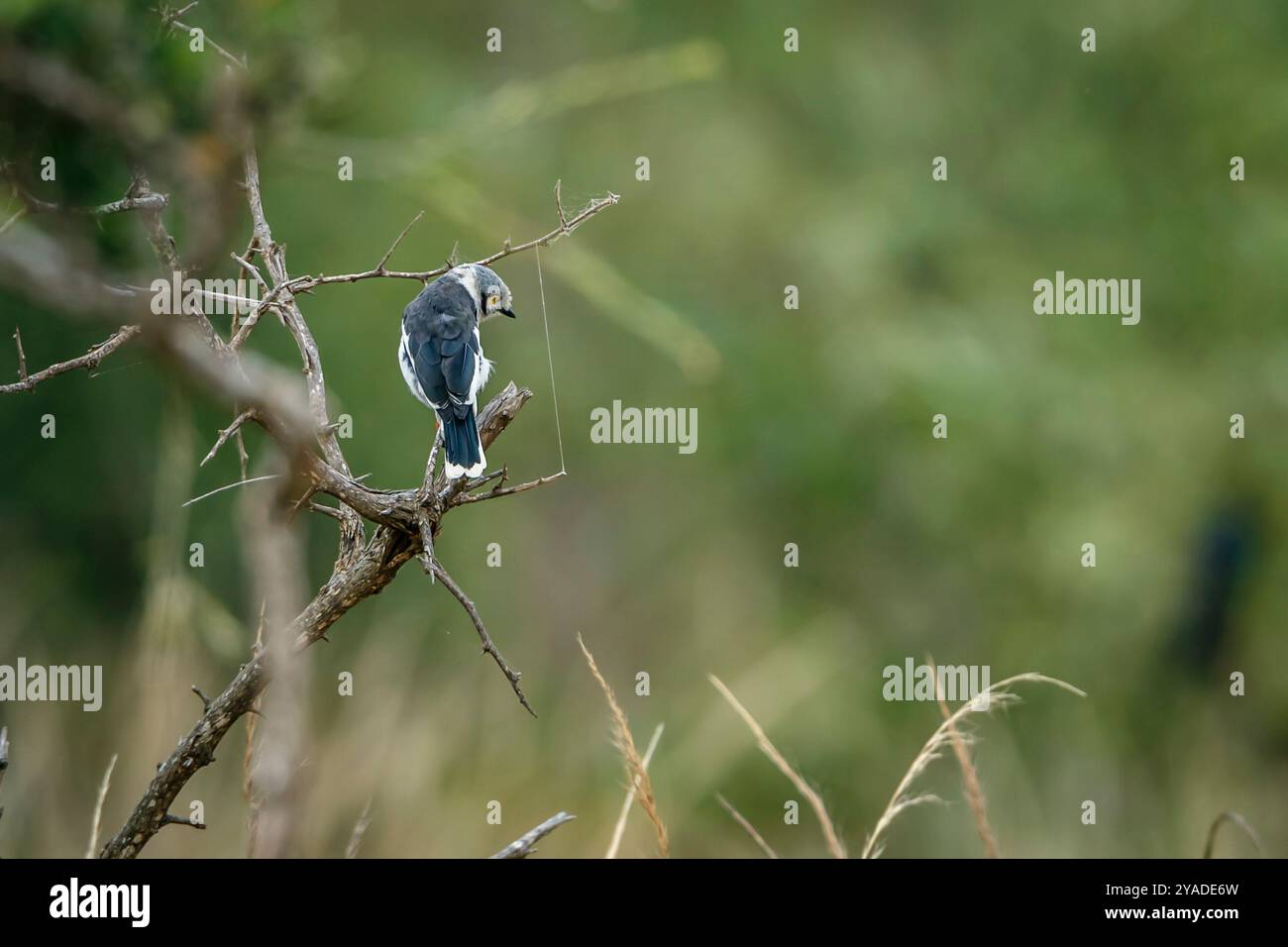 Helmetshrike à crête blanche debout sur une branche dans le parc national Kruger, Afrique du Sud ; espèce Prionops plumatus famille de Vangidae Banque D'Images