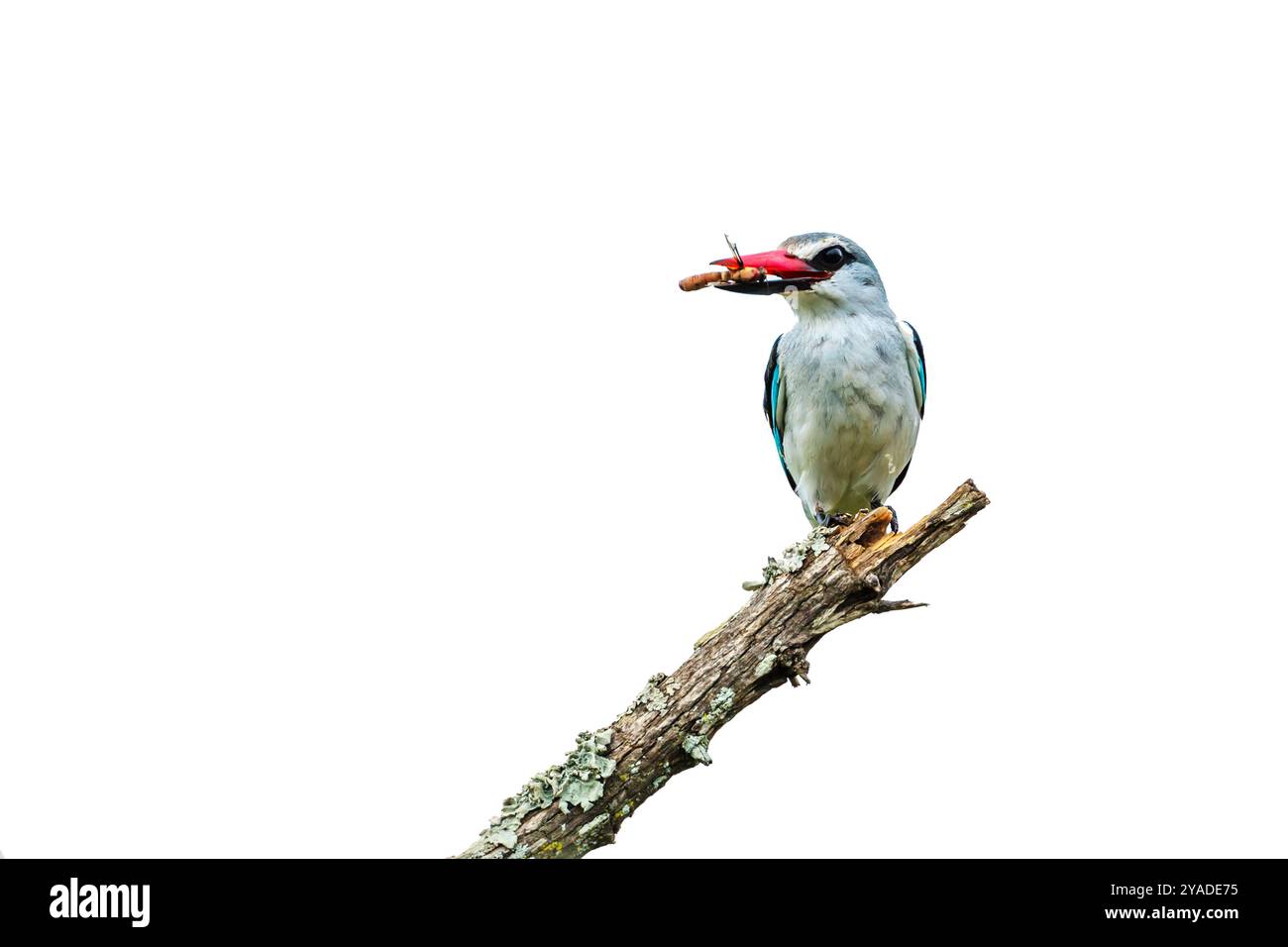 kingfisher des bois mangeant des proies isolé sur fond blanc dans le parc national Kruger, Afrique du Sud ; espèce Halcyon senegalensis famille des Alcedinida Banque D'Images