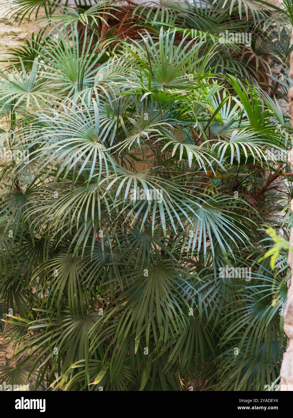 Frondes fines de division du palmier chinois subtropical, Rhapis multifida Banque D'Images Frondes fines de division du palmier chinois subtropical, Rhapis multifida Banque D'Images
