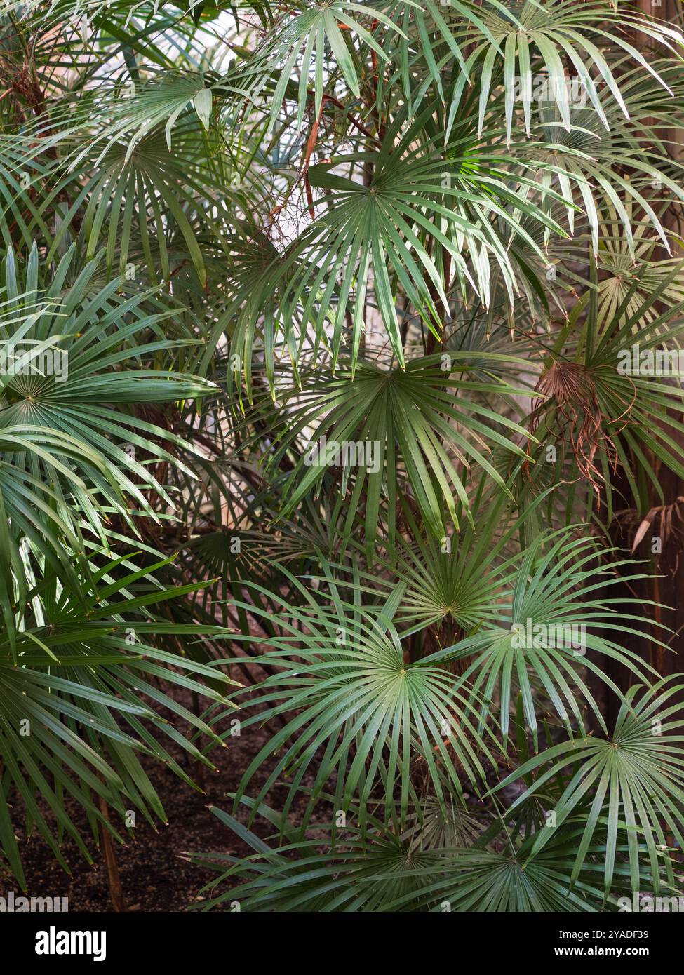 Frondes fines de division du palmier chinois subtropical, Rhapis multifida Banque D'Images Frondes fines de division du palmier chinois subtropical, Rhapis multifida Banque D'Images
