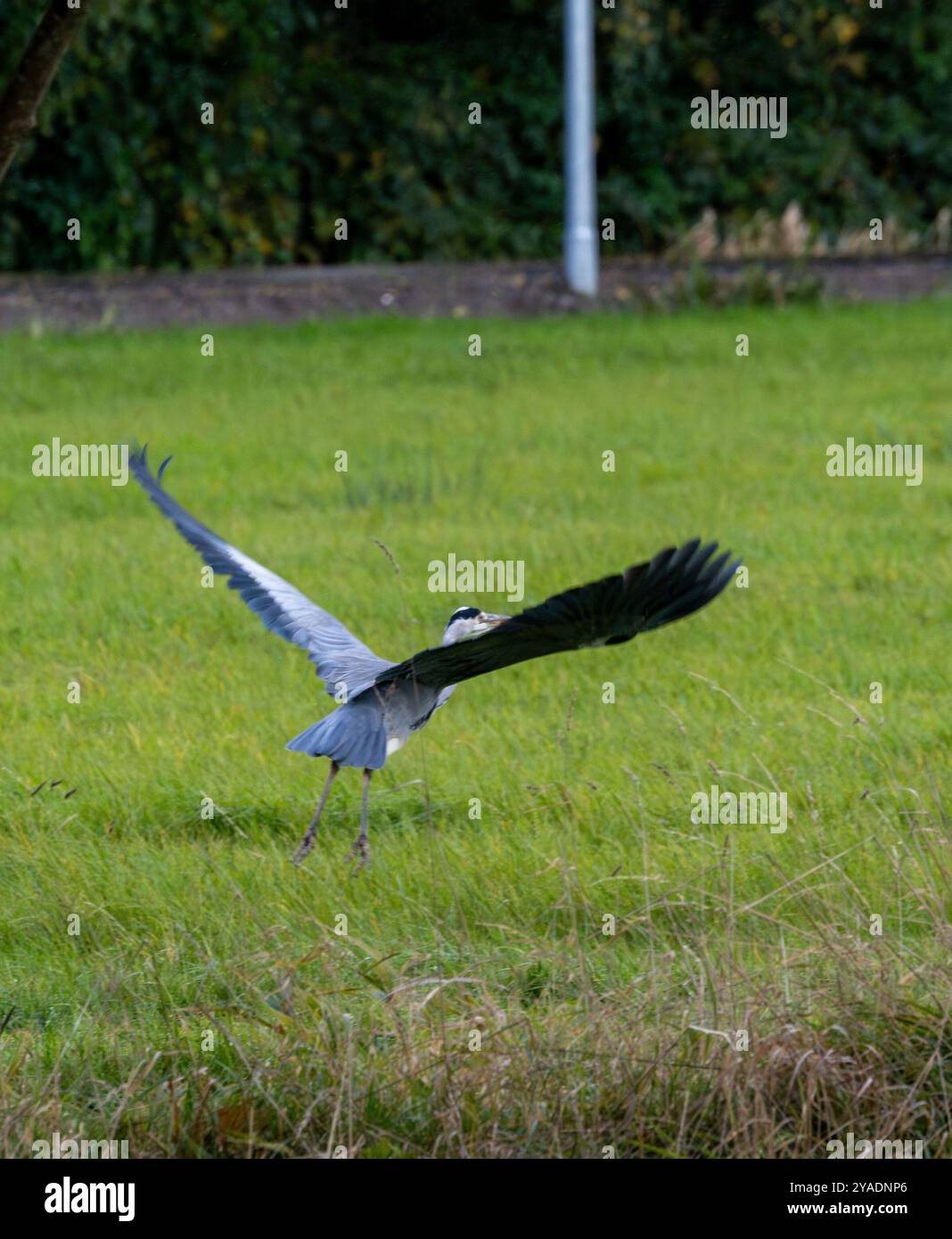 Grace in Motion : un Heron gris s'élève sans effort sur un terrain semi-urbain Banque D'Images