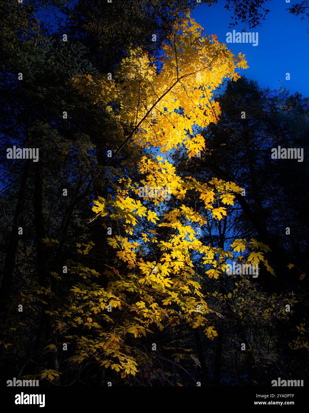 Big Leaf Maple (Acer macrophyllum) feuilles dans des teintes d'automne dorées rétroéclairées par une lumière chaude. Photographié dans le comté de Tehama Californie, Etats-Unis Banque D'Images