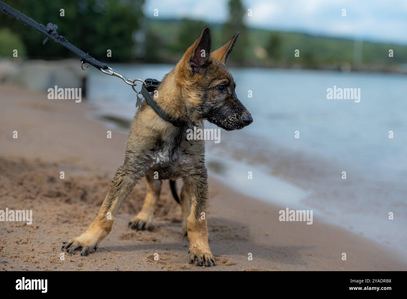 Un chiot Berger allemand de onze semaines jouant sur une plage de sable. Banque D'Images