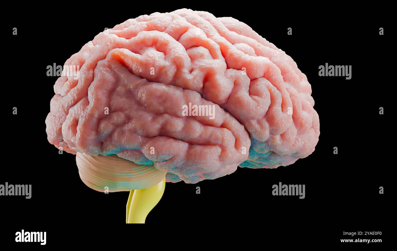 Anatomie du système nerveux cérébral humain, schéma médical. Esprit anatomique médicalement précis, rotation de l'organe central, illustration réaliste, bulbe sébacé, Banque D'Images Anatomie du système nerveux cérébral humain, schéma médical. Esprit anatomique médicalement précis, rotation de l'organe central, illustration réaliste, bulbe sébacé, Banque D'Images