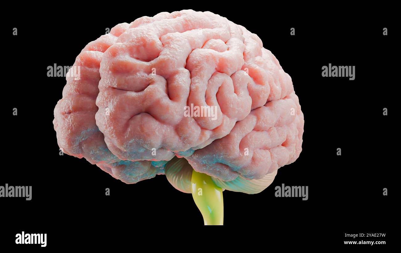 Anatomie du système nerveux cérébral humain, schéma médical. Esprit anatomique médicalement précis, rotation de l'organe central, illustration réaliste, bulbe sébacé, Banque D'Images