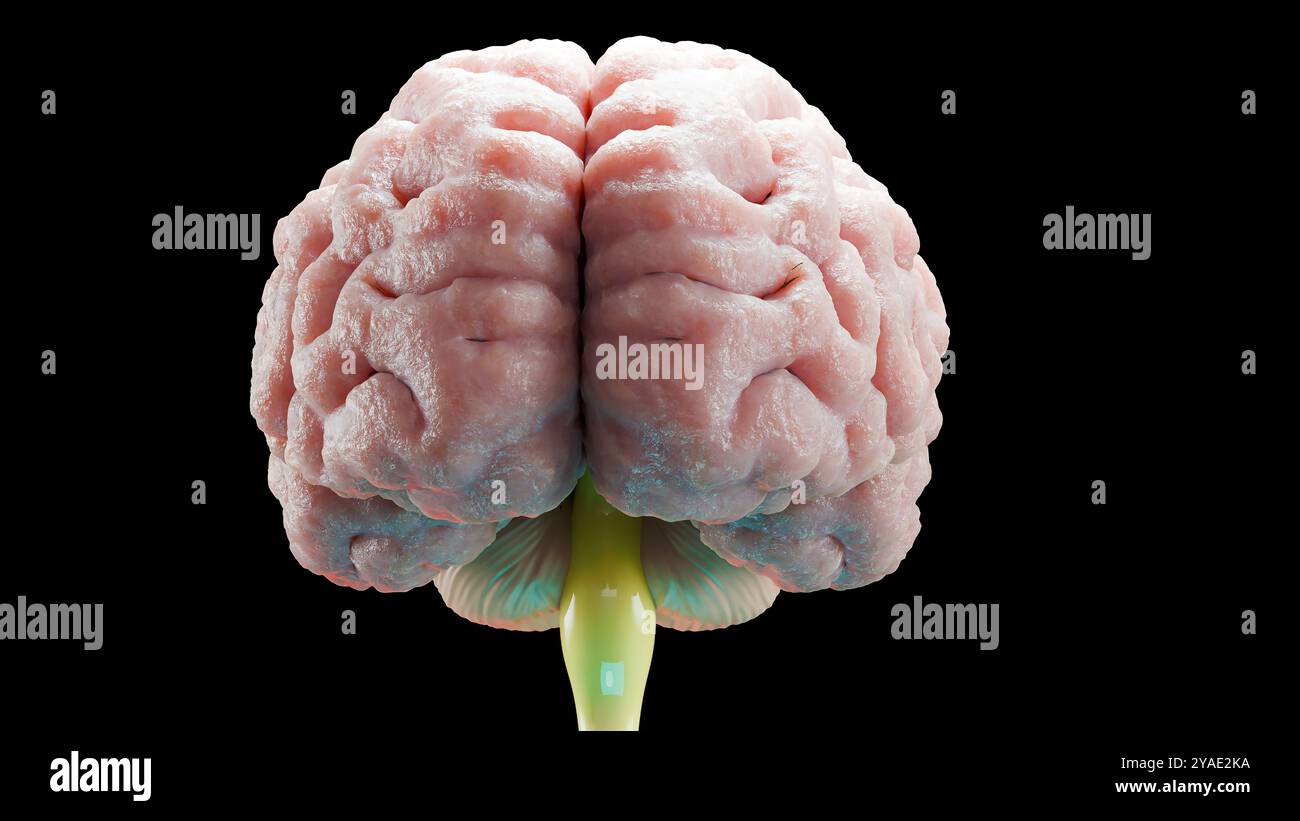 Anatomie du système nerveux cérébral humain, schéma médical. Esprit anatomique médicalement précis, rotation de l'organe central, illustration réaliste, bulbe sébacé, Banque D'Images