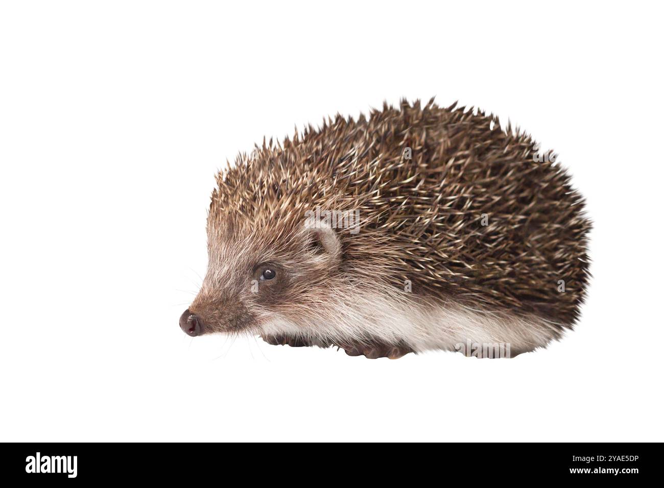 Hedgehog isolé sur fond blanc Banque D'Images