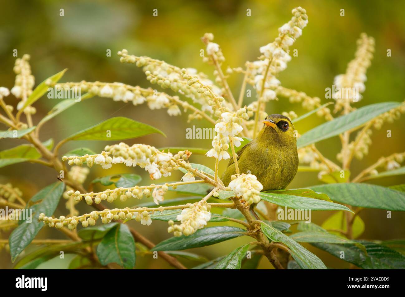 Saumon blackeye de montagne Zosterops emiliae aussi blackeye olive ou simplement oeil noir, oiseau passerin chez Zosteropidae endémique des plus hautes montagnes de Bornéo Banque D'Images