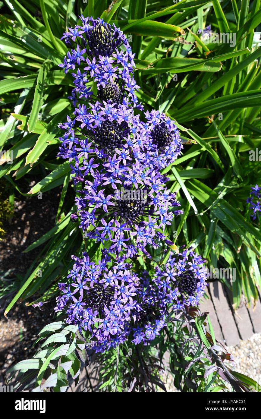 Bleu brillant du début de l'été fleurs de Scilla peruviana ou de courge portugaise poussant dans le jardin britannique mai Banque D'Images