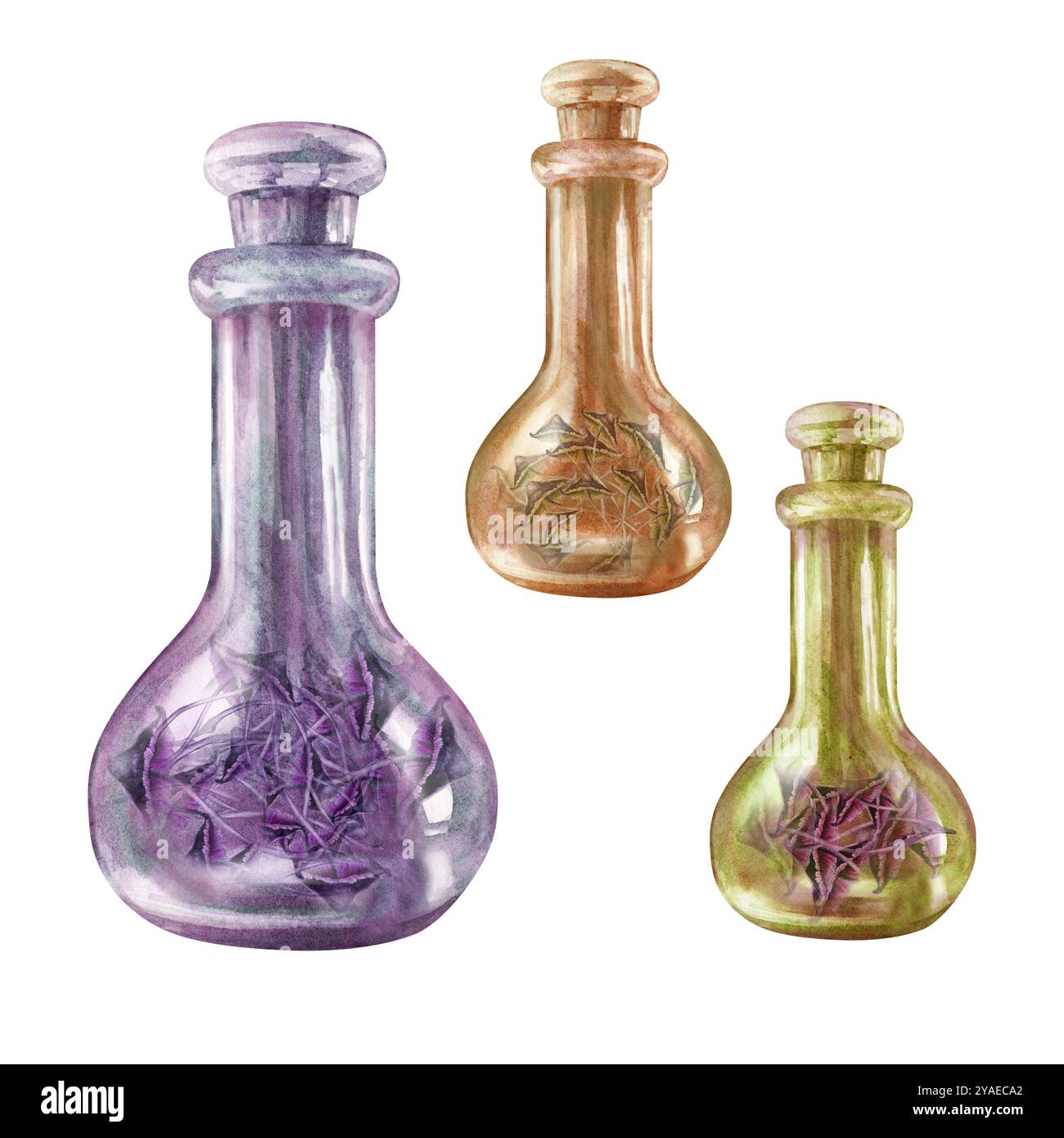 Bouteilles vintage en verre transparent avec des champignons toxiques Toadstools. Modèle d'illustration d'aquarelle pour les potions magiques de sorcière, alchimie, Halloween, m Banque D'Images