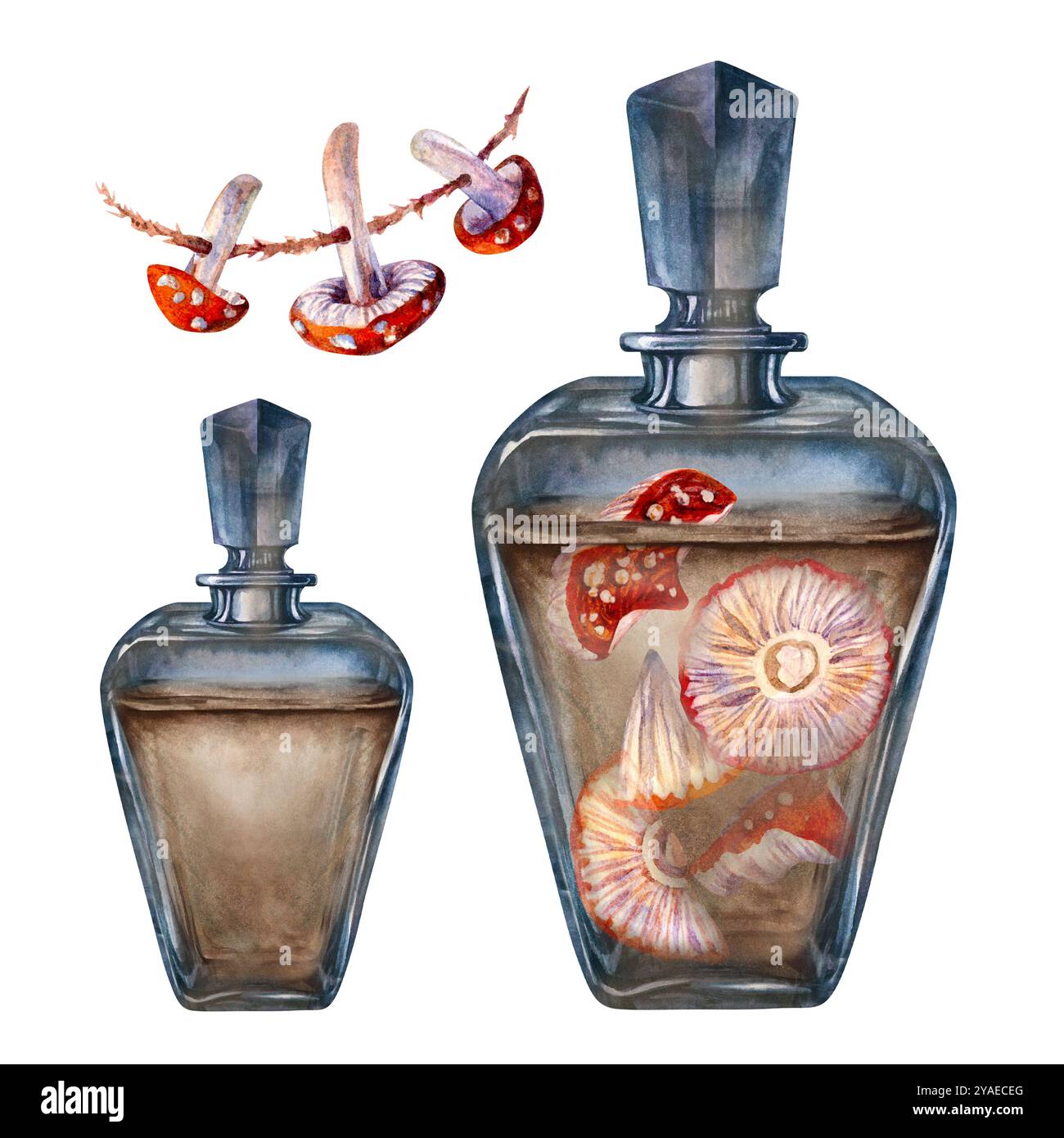 Bouteille vintage en verre foncé transparent avec des agarics liquides et toxiques de mouche de champignons. Modèle d'illustration d'aquarelle pour la potion magique de sorcière, alchem Banque D'Images