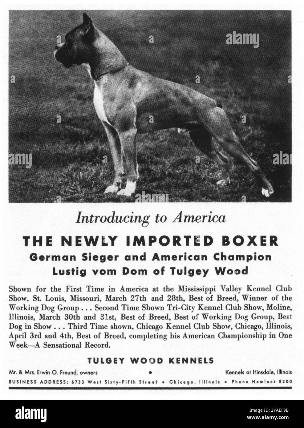 1937 publicité sur les chenils en bois de Tulgey - Boxer Banque D'Images