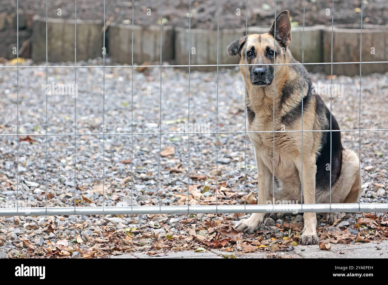 Wachhunde zum Schutz des Eigentums Eine 13-Jahre alte Schäferhündin mit einem Schlappohr erfüllt immer noch ihre Aufgabe als Wachhund hinter einem Gitterzaun. *** Chiens de garde pour protéger la propriété Un chien de berger de 13 ans avec une oreille souple fait toujours son travail de chien de garde derrière une clôture Banque D'Images