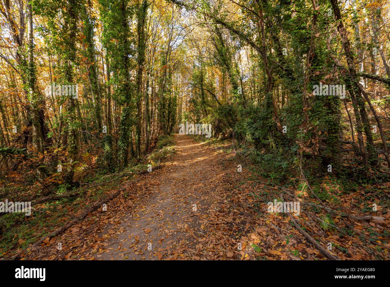 le contraste du vert et du brun dans la forêt de châtaigniers en automne Banque D'Images