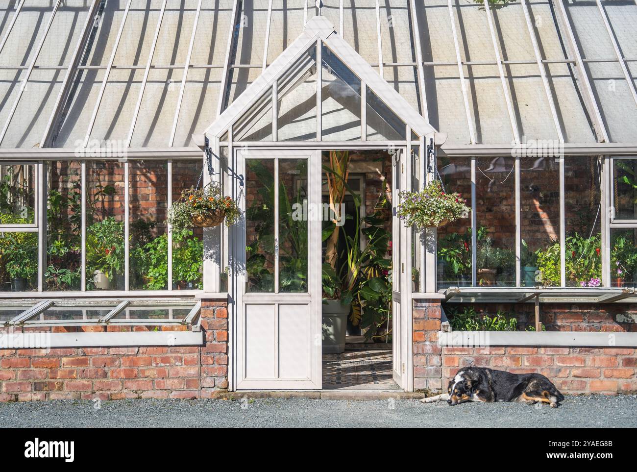 Une belle serre de style victorien formelle et dans un jardin de campagne anglais avec un chien paresseux endormi rapidement Banque D'Images