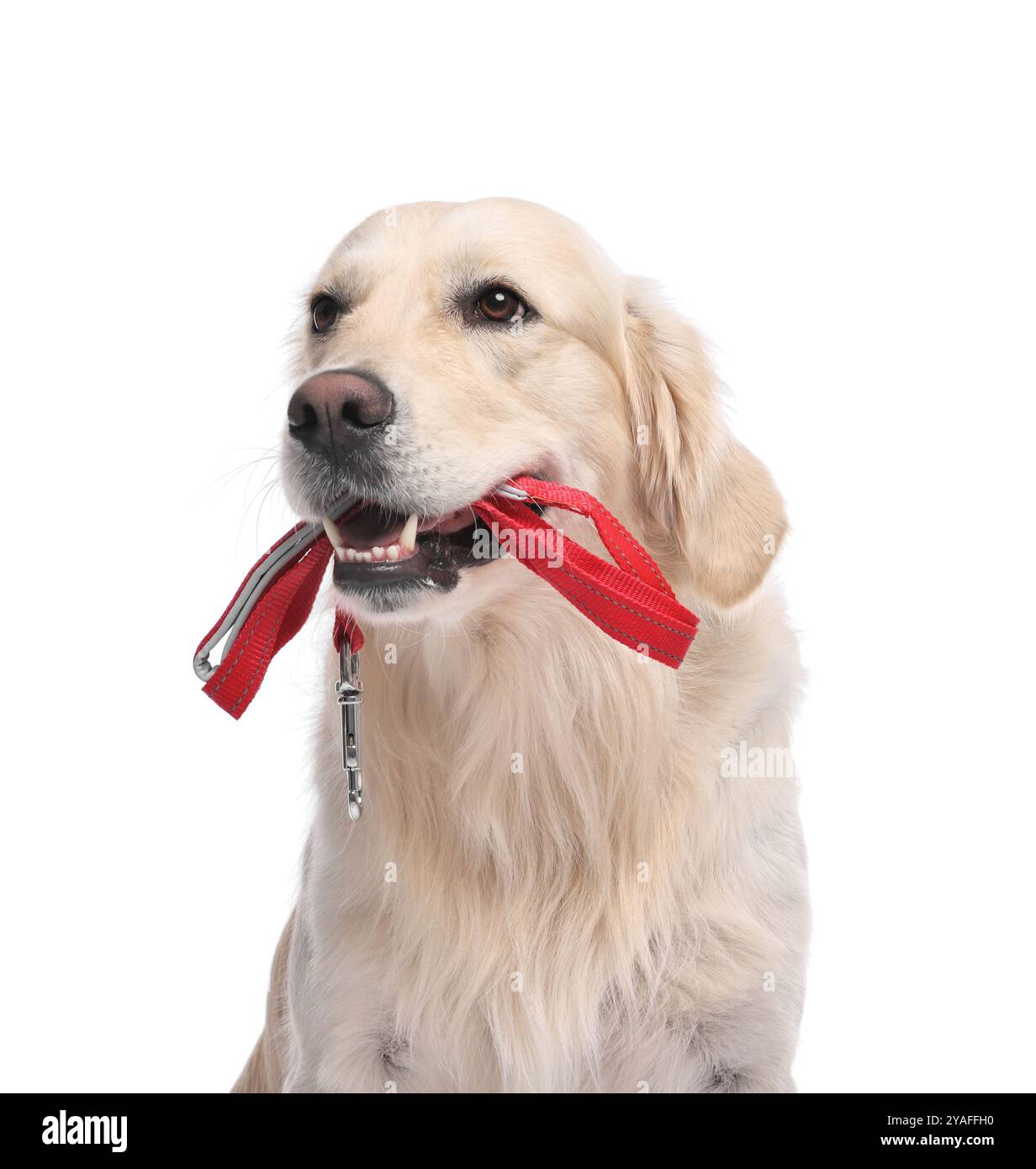 Marcher avec le chien. Cute Golden Retriever avec laisse sur fond blanc Banque D'Images