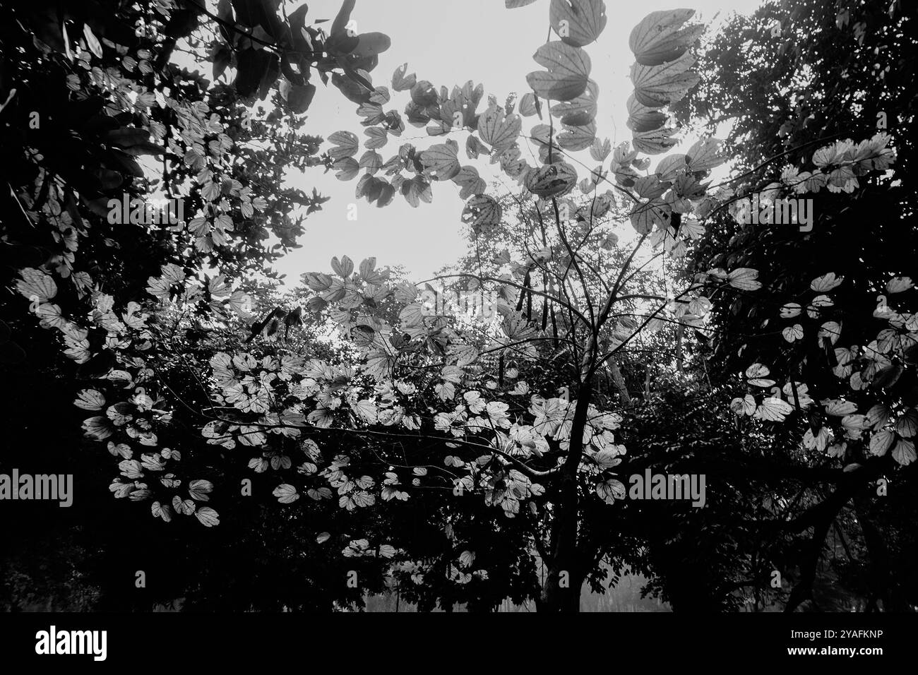 Feuilles lumineuses rétroéclairées contre le ciel sans nuages, image de la nature en noir et blanc, Howrah, Bengale occidental, Inde. Banque D'Images