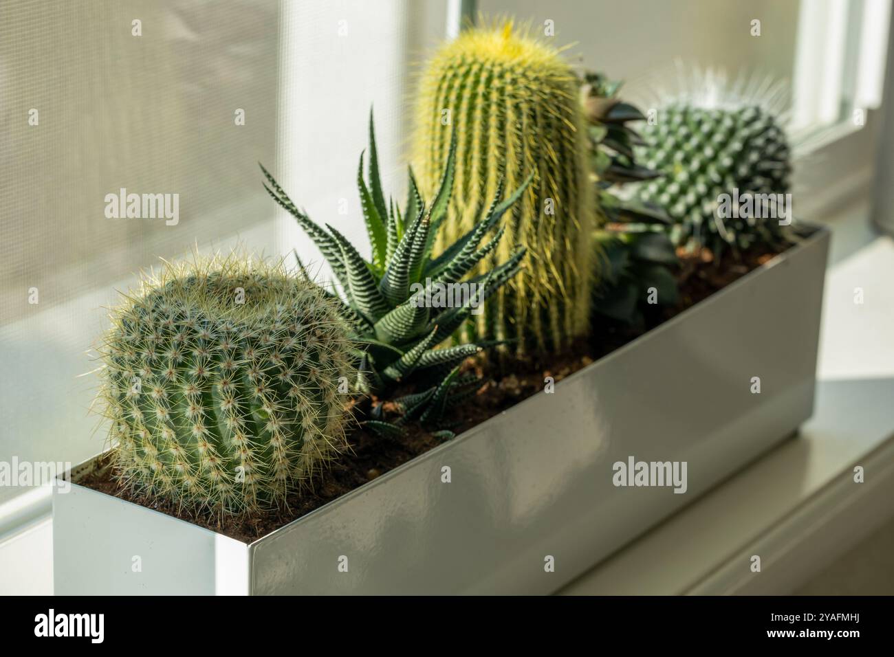 Groupe de petits cactus et succulentes dans le pot rectangle près de la fenêtre Banque D'Images