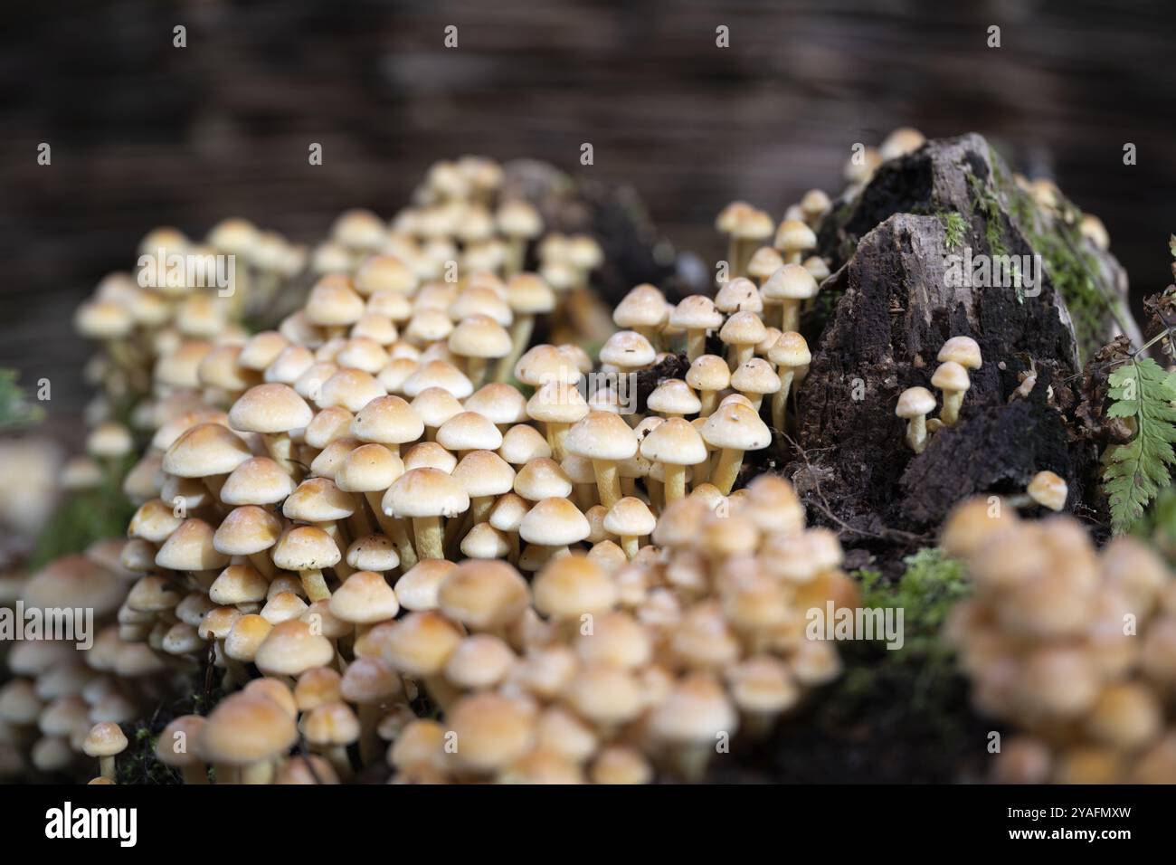 La touffe de conifères (Hypholoma capnoides), également connue sous le nom d'agarique au miel, pousse sur une souche d'arbre morte dans une forêt, une espèce de champignon comestible de la famille des Banque D'Images