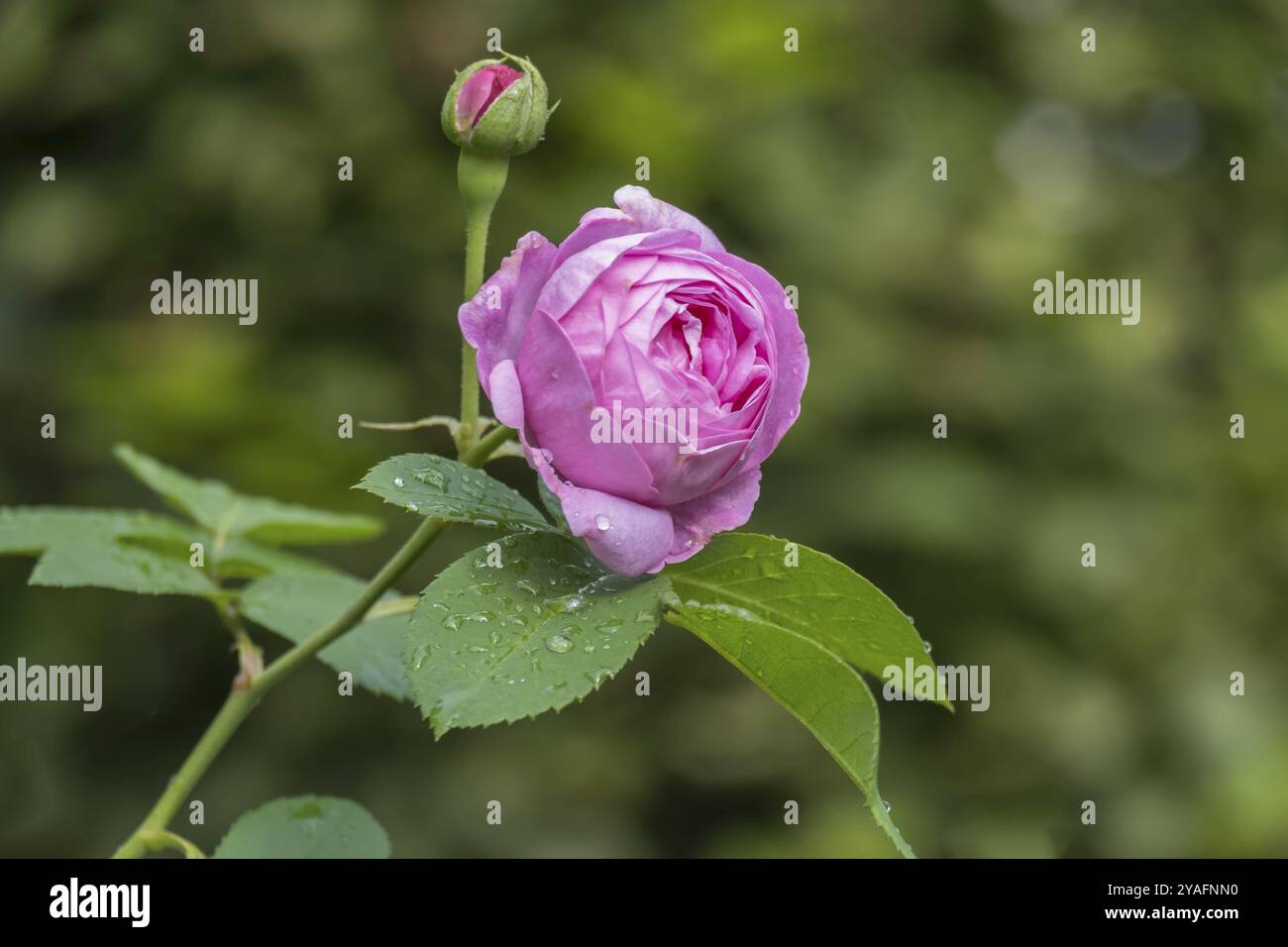 Rose (Rosa sp.), gouttes de pluie, Rhénanie du Nord-Westphalie, Allemagne, Europe Banque D'Images