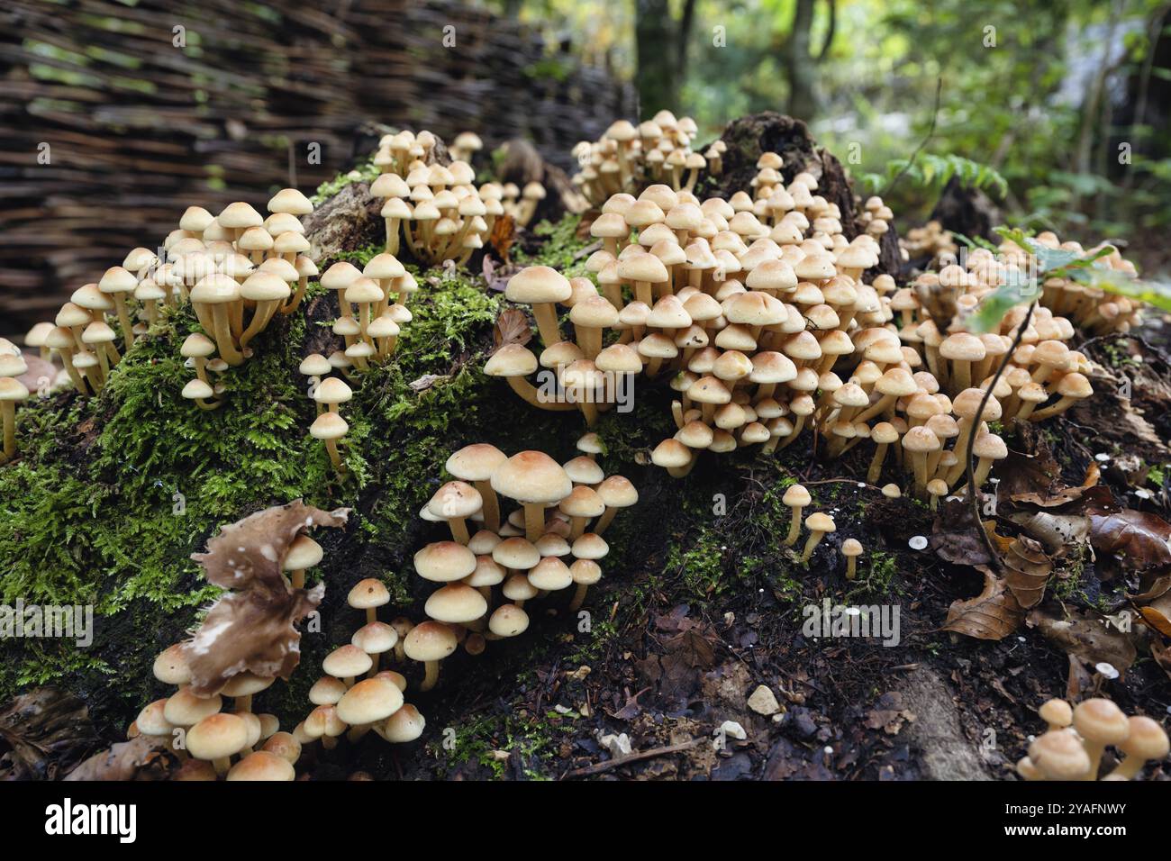 La touffe de conifères (Hypholoma capnoides), également connue sous le nom d'agarique au miel, pousse sur une souche d'arbre morte dans une forêt, une espèce de champignon comestible de la famille des Banque D'Images