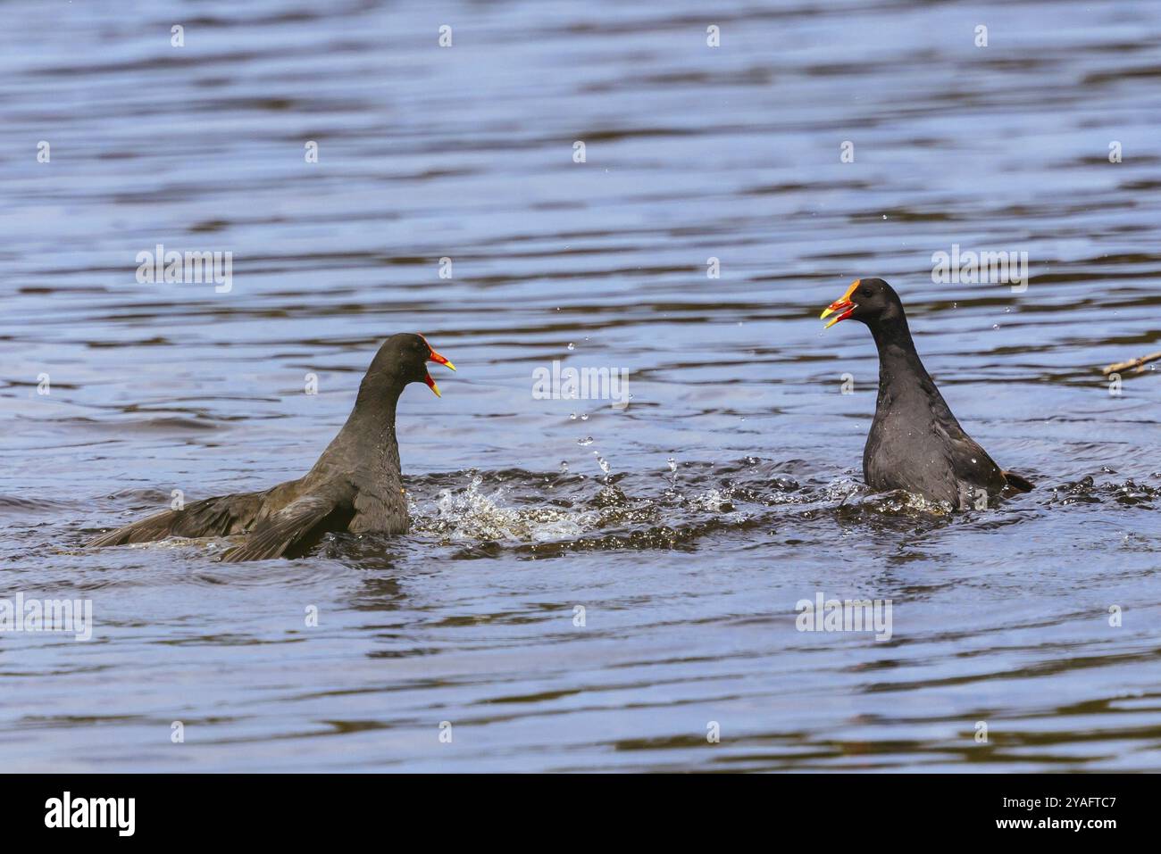 Dusky Moorhens se battent pour le territoire à Coolart Wetlands et Homestead à Somers lors d'une journée de source chaude sur la péninsule de Mornington, Victoria, Australie, Banque D'Images