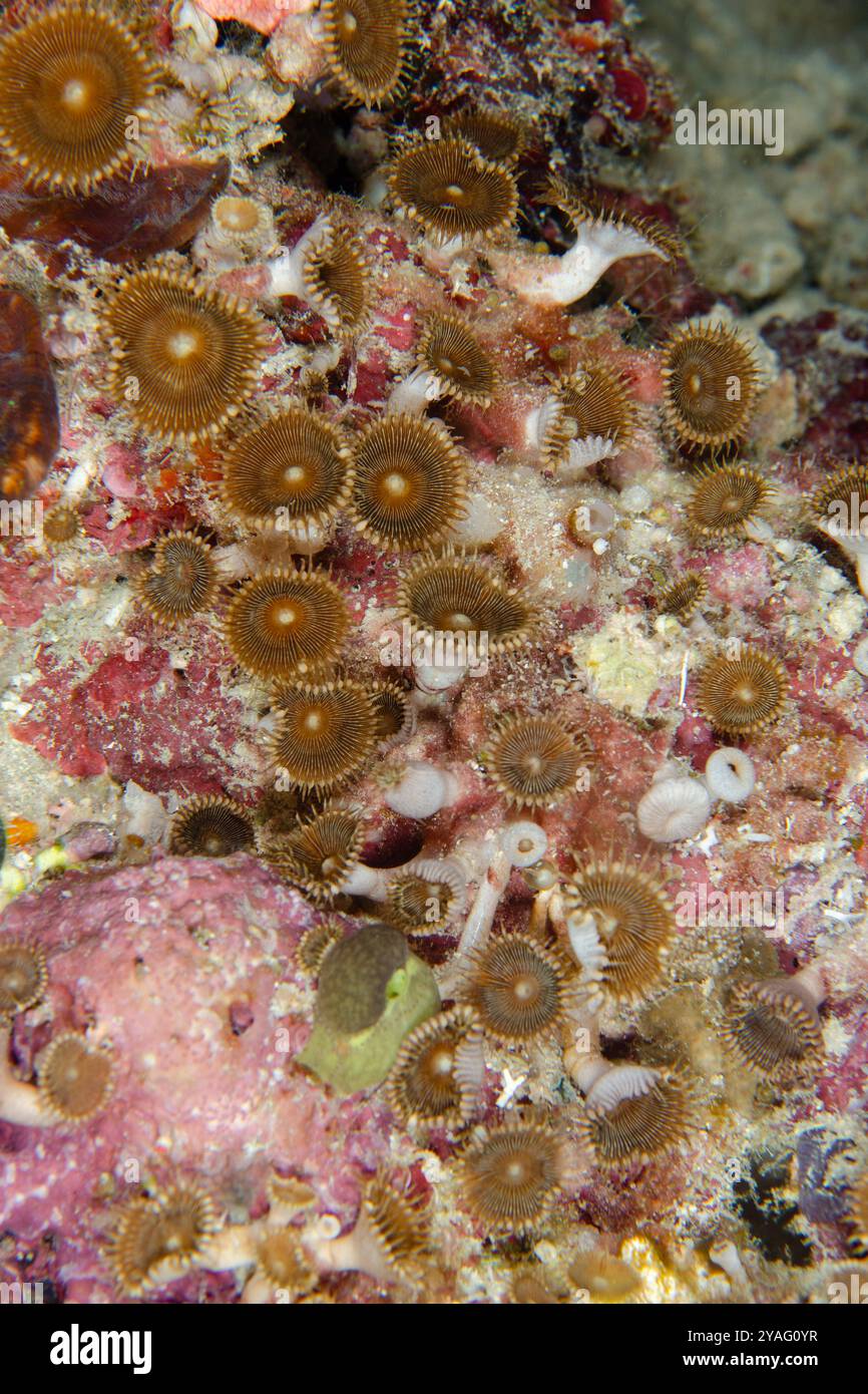 Colonie d'anémones zooanthides, Protopalythoa sp, près du site de plongée de Baracuda point, Misool, Raja Ampat, Papouasie occidentale, Indonésie Banque D'Images
