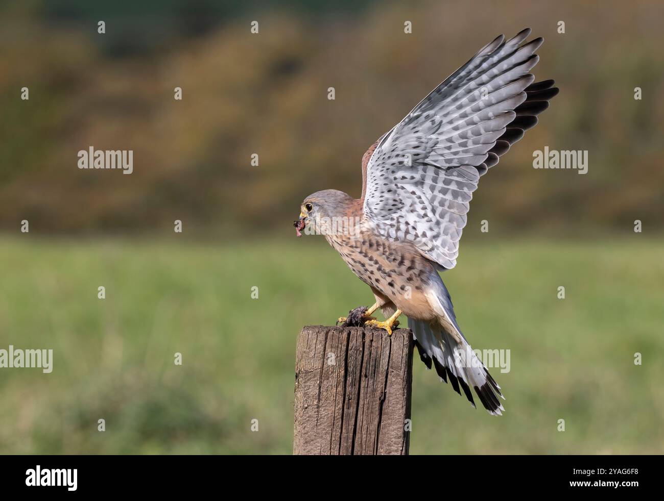 Une crécerelle vient d'atterrir avec sa proie sur un vieux poteau en bois. les ailes sont complètement ouvertes. le petit rongeur est dans ses talons. l'arrière-plan comporte un espace pour le texte Banque D'Images