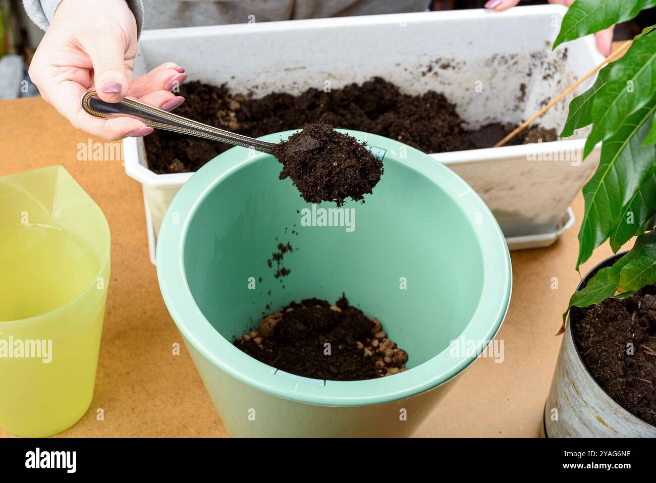 Une femme utilise une cuillère pour verser de la terre dans un pot vert pour replanter une plante. Banque D'Images